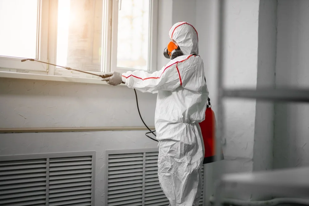 Professional mold remediation services in Clint, TX